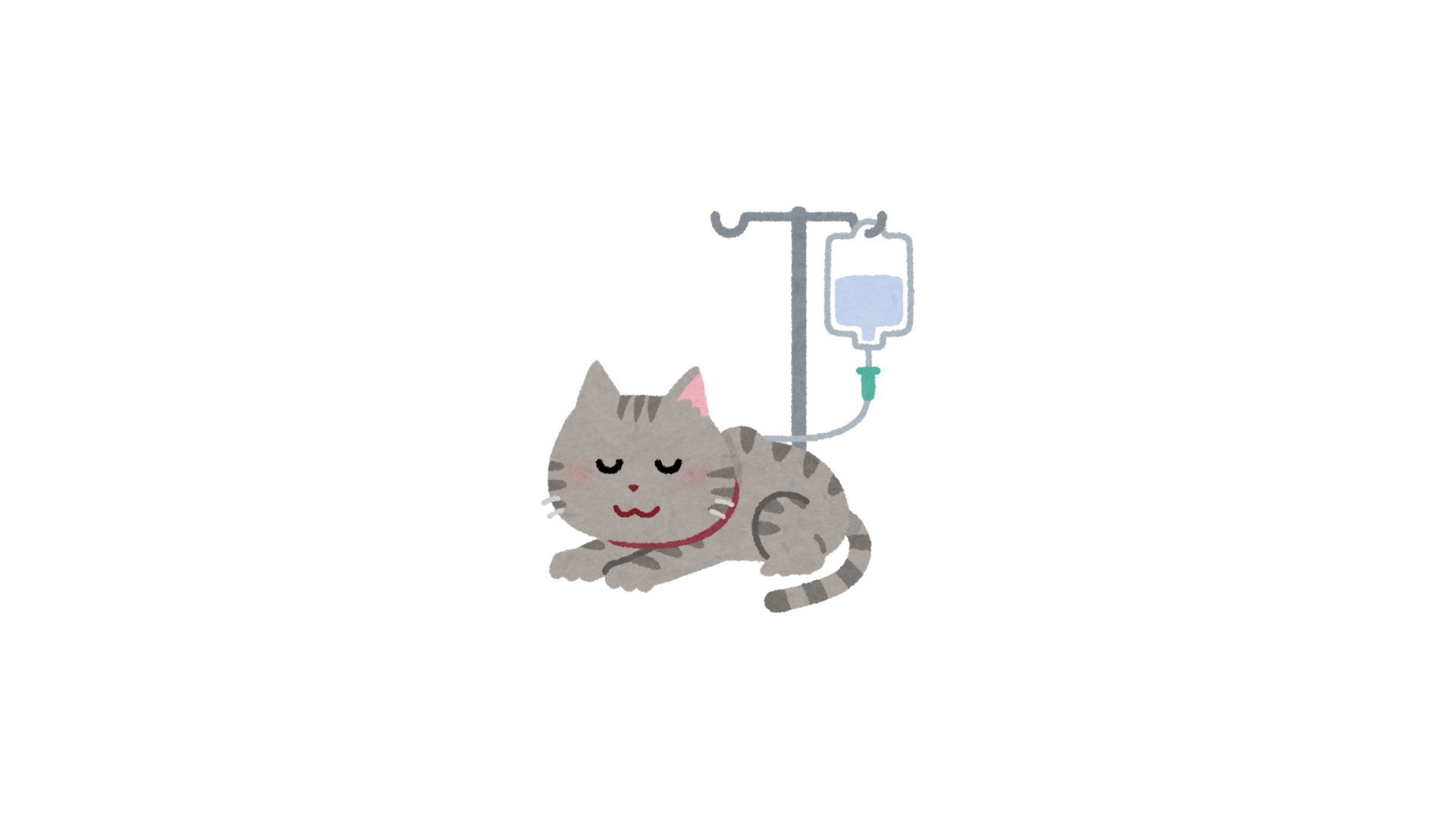 Chat gris sous perfusion